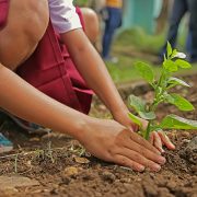 ecologie Ecologie